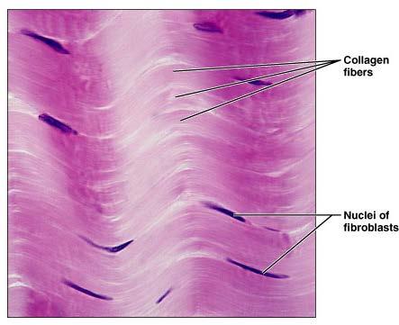 Dense Regular Connective Tissue Description Primarily parallel collagen fibers Fibroblasts and some elastic fibers Poorly vascularized Function