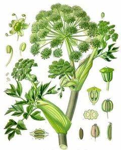 Angelica archangelica resistance to bacterial infection (trad.