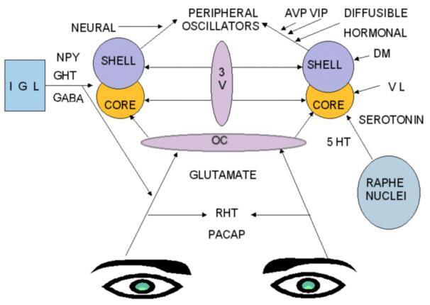 inhibiting neuronal firing, which might be essential for defining SCN sensitivity to entraining stimuli. In humans this might contribute to the regulation of sleep.