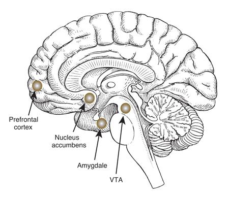 Figure 4: dopamine system (Wand) The mesolimbic and mesocortical pathways are thought to be involved in ADHD. Mesolimbic DA disorder is thought to be involved in ADHD patients.