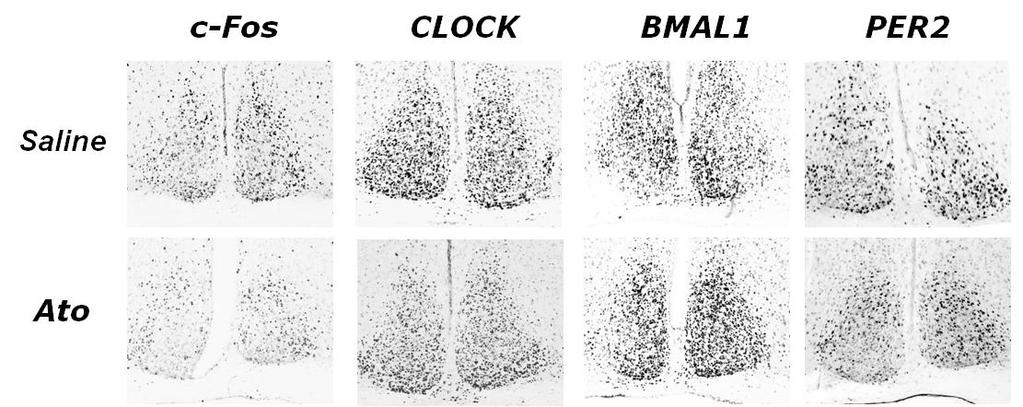 Figure 33: photomicrographs illustrate the effects of atomoxetine treatment at CT6 on expression of c-fos, CLOCK, BMAL1 and PER2 in the SCN in LL. Scale bar = 100 m.