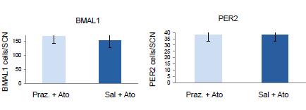 Figure 39: Bar charts illustrating the effects of prazosin on atomoxetine treatment at CT6 on expression of c-fos, CLOCK, BMAL1 and PER2 in the SCN in LL. * denotes P<0.05, **denotes P<0.01.