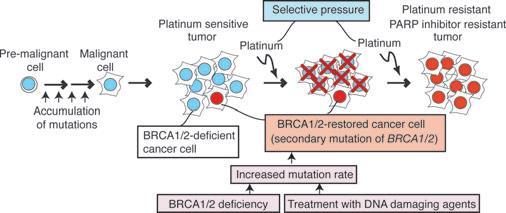 RESISTANCE TO PARP INHIBITORS Secondary mutations of BRCA genes altering the reading frame to wild-type 1.
