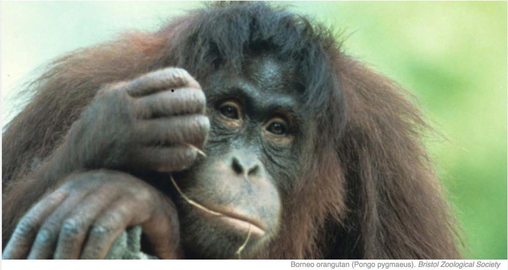 Top 25 Most Endangered Primates: the Most Current List By Mike Gaworecki Earlier this month, a new orangutan species discovered in Sumatra, Indonesia (https://news.mongabay.
