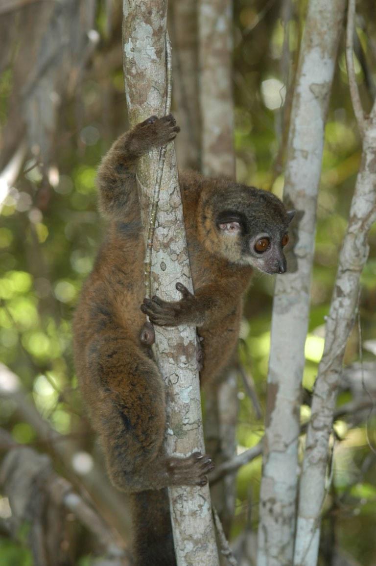 James' sportive lemur (Lepilemur