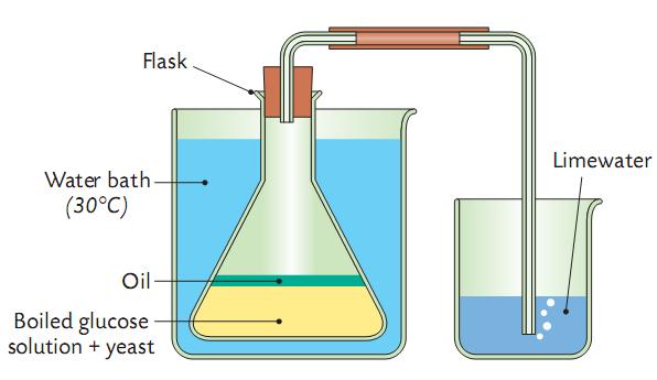 Application of immobilised enzymes To make alcohol We boil water (to remove oxygen). We add powdered glucose (for food).