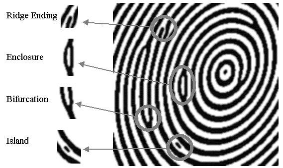 110 Minutia: Individual characteristics of fingerprints Minutia means small details.