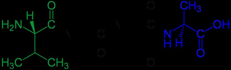A tetrapeptide (example