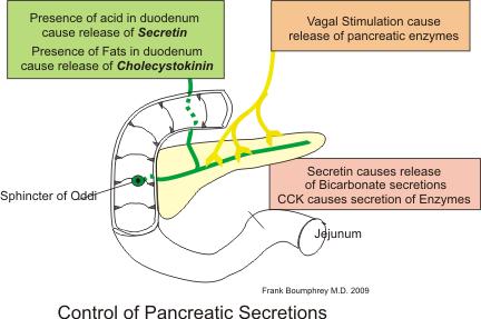 Pathophysiology of NORMAL DIGESTION The role of PANCREAS Pancreatic secretion = neural and hormonal mechanisms The hormones = secretin and cholecystokinin (CCK)