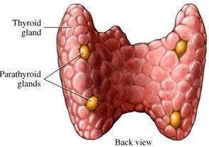 glands to produce hormones.