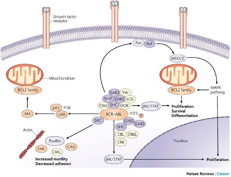 Main BCR/ABL-activated pathways regulating proliferation and survival of