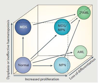 Normal myelopoiesis and myeloid malignancies Myeloproliferative neoplasms (MPN) are characterized by excess proliferation in one or more of the myeloid lineages and frequently by extramedullary