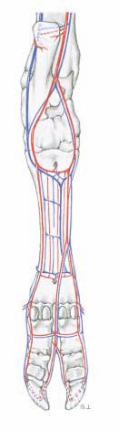 5. ARTERIES, VEINS, AND NERVES OF THE PES The dissection is done as on the thoracic limb (see p. 8).