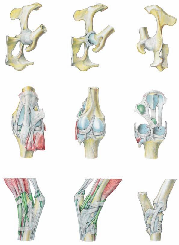 Joints, Bursae, and Synovial Sheaths of the Pelvic Limb. (ventral) Joint capsule Acetabular labrum Transverse acetabular lig. Lig. of head of femur Joint capsule Legend: Hip joint Hip joint A Med.