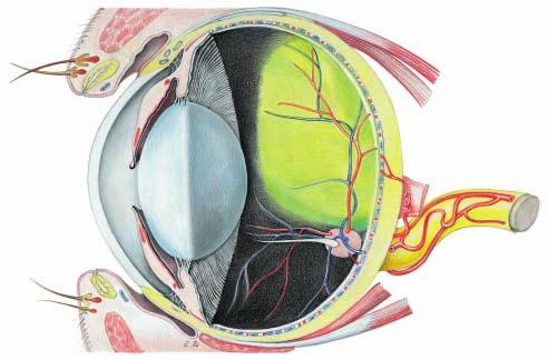 Organ of vision Right eye (medial) Legend: Fibrous tunic: 1 Sclera 2 Limbus of cornea 3 Cornea 4 Iris 5 Pupil with granula iridica 6 Lens 7