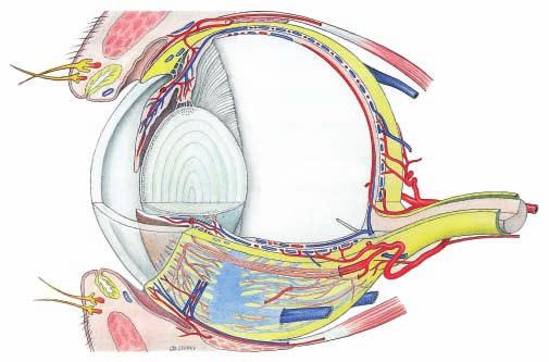 and ciliary folds Retina: 12 Optical part of retina 13 Ora serrata 14 Blind part of retina (pars ceca) 15 Choroid 16 Tapetum lucidum 17 Optic n.