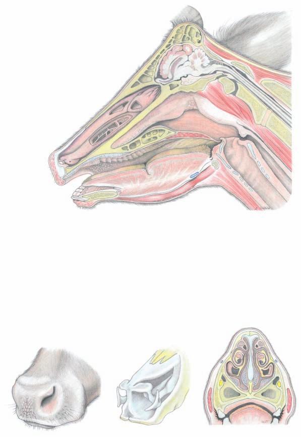 Nasal cavity, Oral cavity, and External nose (Paramedian section) 1 Ethmoid conchae 2 Middle concha 3 Common meatus 4 Dorsal meatus 5 Dorsal concha 6 Middle meatus 7 Ventral concha 9 Straight fold 8