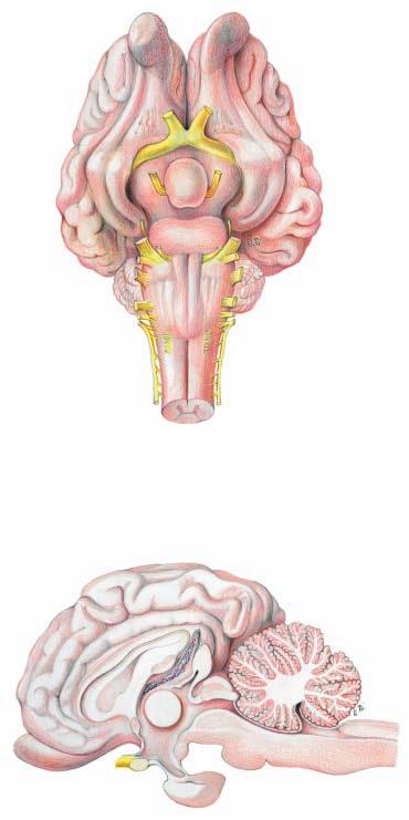 Brain [Encephalon] and Cranial Nerves Base of brain (ventral) I Olfactory nn.