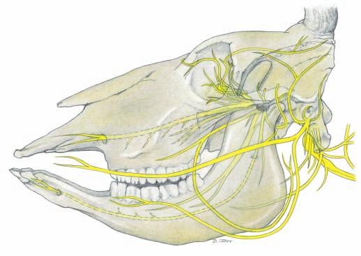 Cranial nerves Legend: A Cribriform plate B Optic canal C Ethmoid foramen D For. orbitorotundum E Oval foramen F Stylomastoid for. G Int.