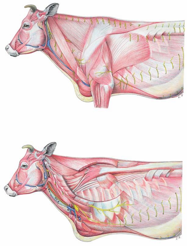 Regions of the neck and chest Trapezius: 11 Cervical part 11' Thoracic part 12 Latissimus dorsi r' 1 Linguofacial v. 2 Maxillary v. 3 External jugular v.