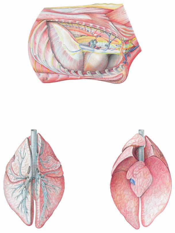 Right thoracic cavity and Lungs 10 Intercostal lnn.
