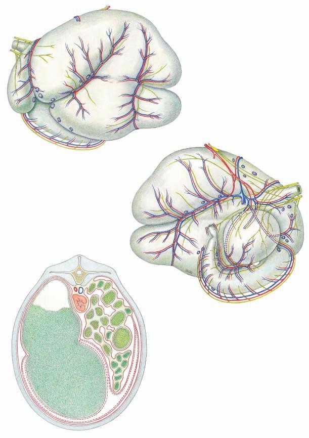 Gastric Vessels, Nerves, and Lymph nodes (Left surface) Legend: A Reticuloabomasal lnn. B Ruminoabomasal lnn. C Left ruminal lnn. D Right ruminal lnn. E Splenic (or atrial) lnn. F Reticular lnn.