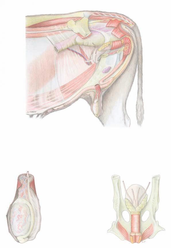 Male genital organs (Left side) 6 Bulbospongiosus and Bulb of penis 7 Ischiocavernosus and Crus penis 8 Retractor penis 9 Supf. inguinal lnn. Prepuce: 1 Ext. lamina 2 Int.