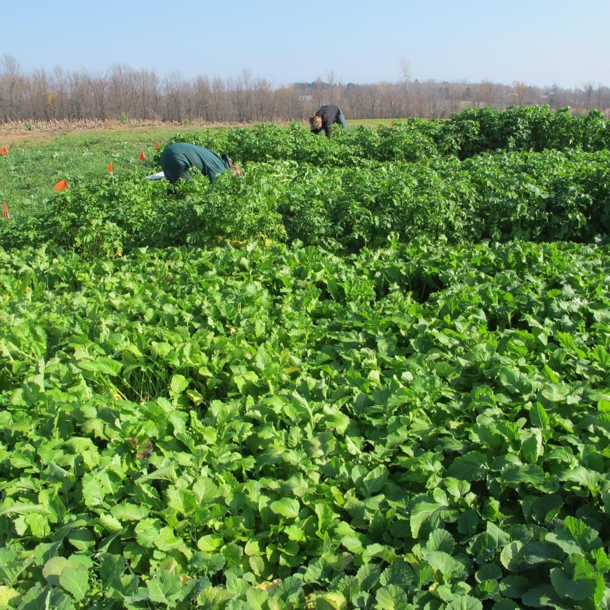 2015 Forage Brassica Variety Trial Dr.