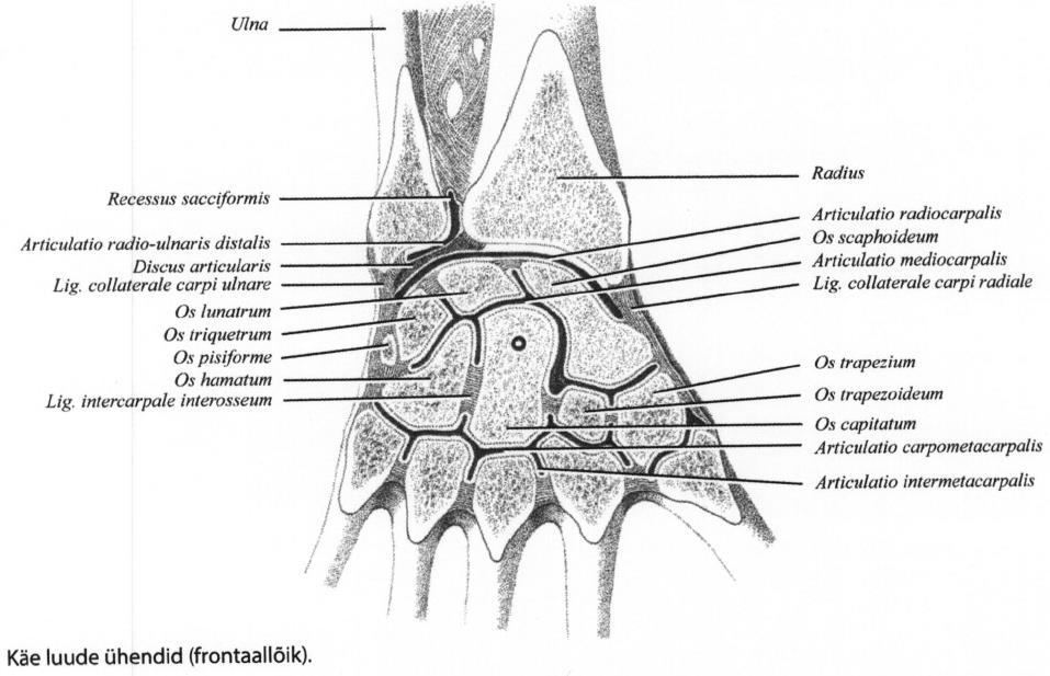 Anatoomia (2) Liigesvahemikud: Interfalangeaalliigesed 1 2 mm