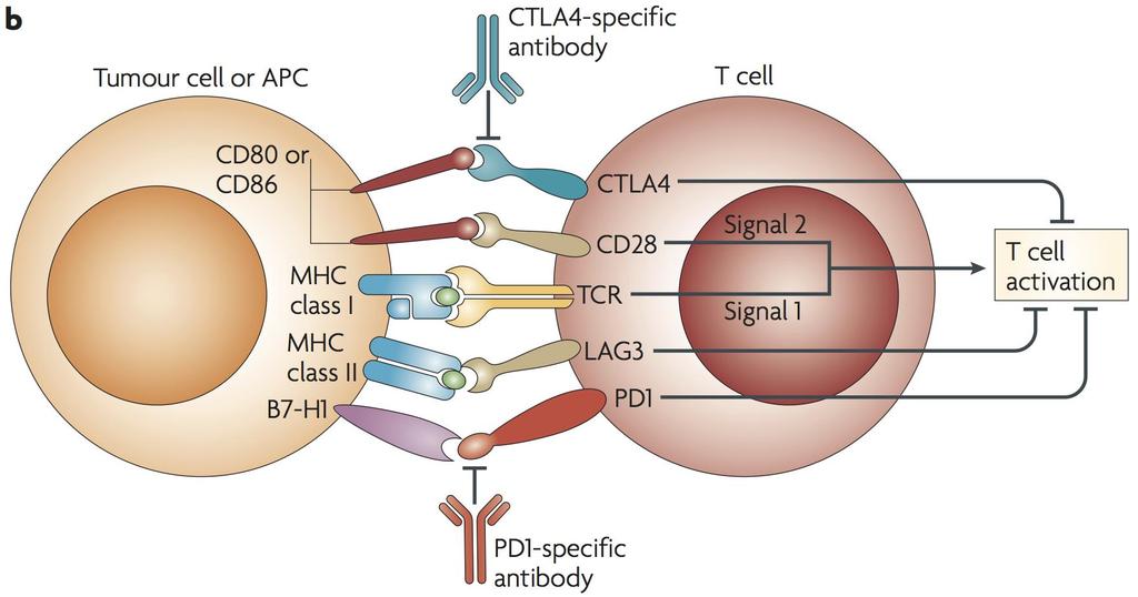 Immune checkpoint inhibitor therapies PD-1/PD-L1 inhibitors Pembrolizumab (Merck) Nivolumab (BMS) Atezolizumab (Roche) PD-L1