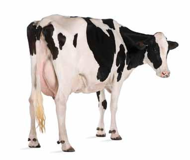 What are ruminants? A ruminant is an animal with four compartments to its stomach - the rumen, reticulum, omasum and abomasum.