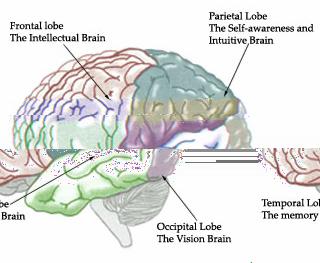 the front of the brain; the parietal lobe is located in the back of the brain; the occipital lobe sits at the base of the brain; and the temporal lobe is located on each side of the brain as shown in