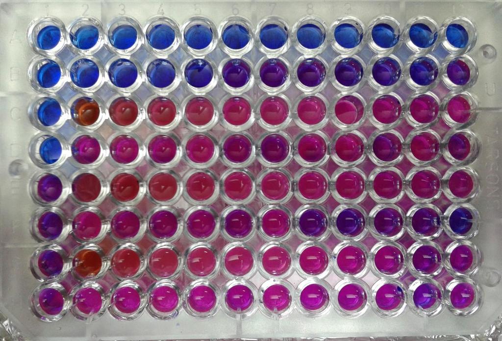 Result Testing of Bael fruit pulp on Escherichia coli OD 550 = 0.2064 Ciprofloxacin (1mg/mL) Bael fruit pulp (0.