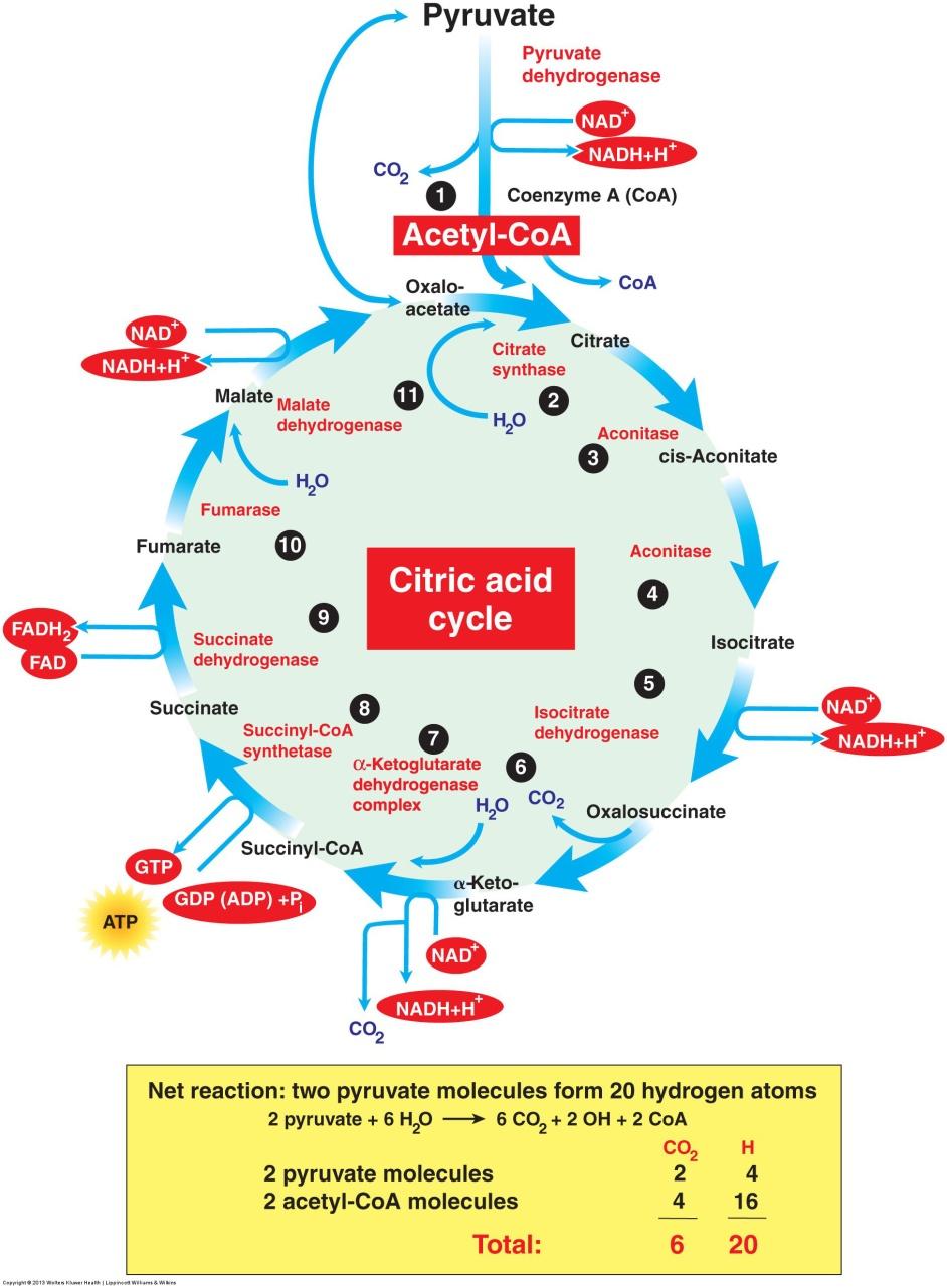 6. Energy Release from Macronutrients Citric Acid Cycle (CAC) 2 nd stage of CHO breakdown is the CAC. Irreversible joining of pyruvate with CoA, a Vit.