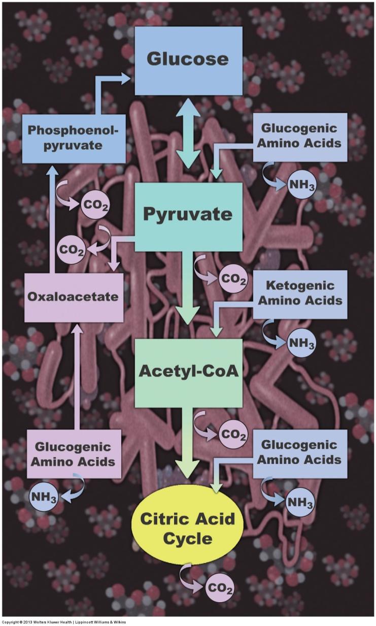 6. Energy Release from Macronutrients Glucogenic & Ketogenic Amino Acids Carbon skeletons of amino acids that form pyruvate or directly enter the citric acid cycle are glucogenic because they can