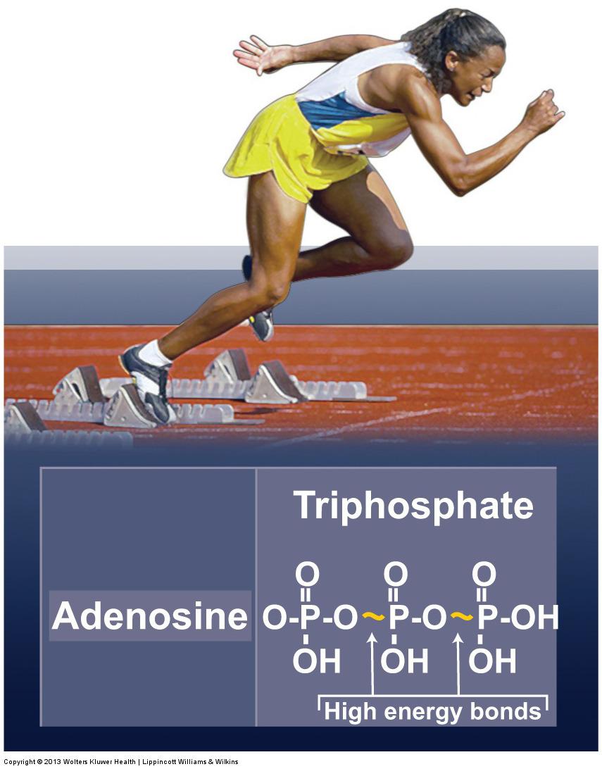 4. Adenosine Triphosphate (ATP) & Phosphocreatine (PCr) Potential energy (PE) is extracted from macronutrients in food & conserved within phosphate bonds within ATP.
