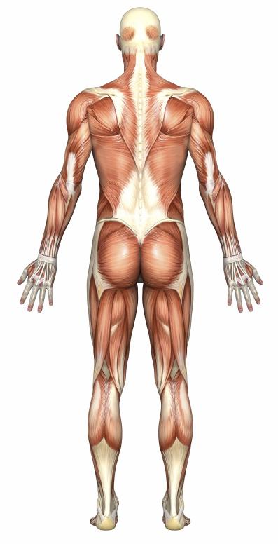 hip flexors Weak core muscles (deep abdominals and deep back stabilizers) The gluteus maximus is the biggest muscle of your body and it is located just