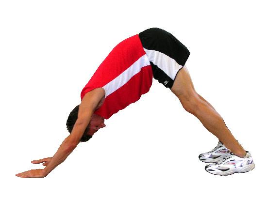 Hold for one minute. Repeat lying on left side. 10 11 12 Downward Dog Assume a four-point position.