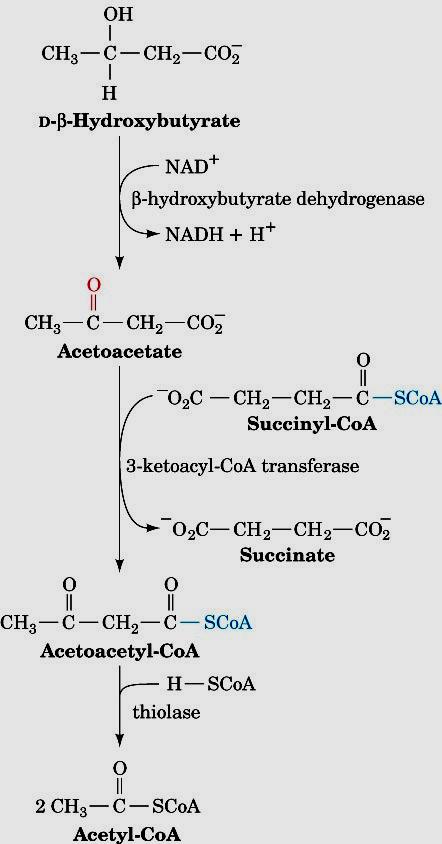 Figure 25-26 The metabolic conversion of ketone bodies to acetyl-coa.