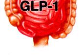 Cardiac function GLP-1: an incretin hormone with multiple