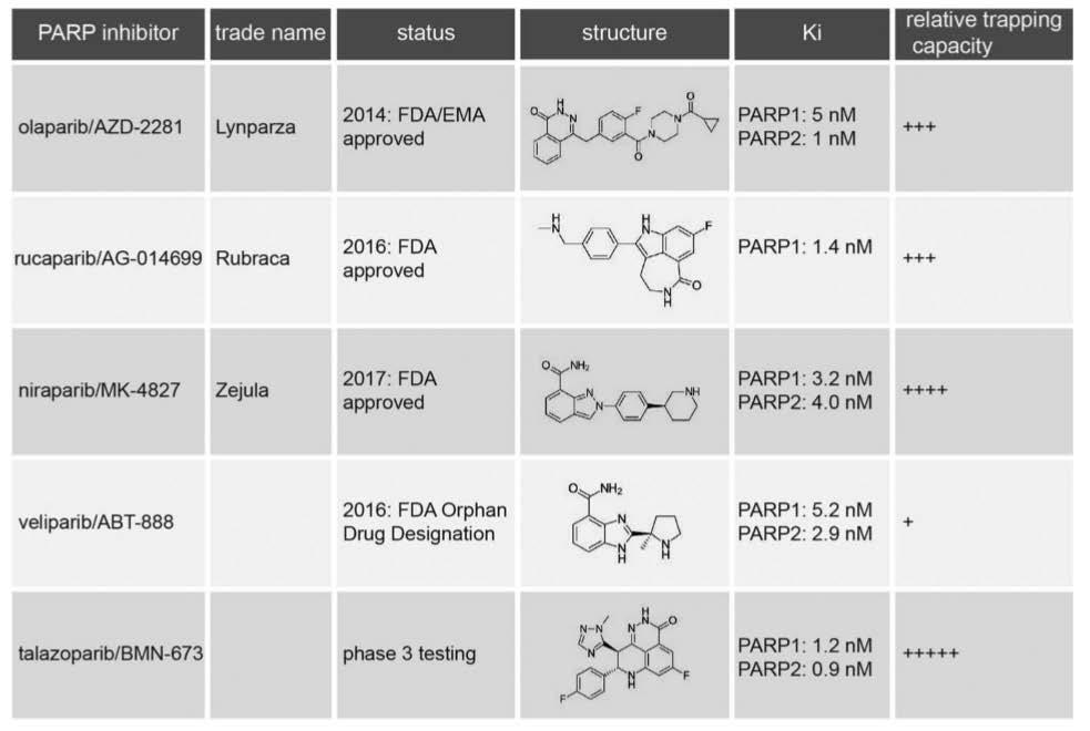 PARP Inhibitors in Clinical Development FDA Approved Cytotoxicity of different PARP