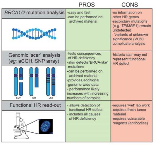 Selecting Patients for PARP Inhibitor Treatment PARPi Success is Based Largely on Exploiting Homologous Recombination Deficiency Comparative genomic hybridization (CGH) test - Uses a set of