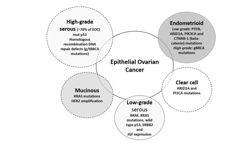 Epithelial Ovarian Cancer - Standard Current Treatment: Surgery with De-bulking + Platinum-Taxane based Chemotherapy - No significant improvement in OS in past 20 yrs - Clinically well recognized