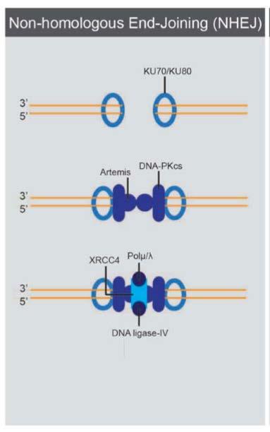 Non-Homologous End-Joining DNA Repair 1. Ku70/80 recognize to DSB 2. Ku70, Ku80 activate DNA Kinase & Artemis 3.