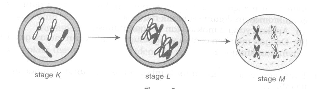 PAPER 2 1. Diagram 1 shows some stages of a cell division occurring in humans. Stage K Stage L Stage M DIAGRAM 1 (a) What type of cell division is this?..... (b) What happens at Stage L?