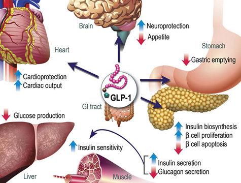 Incretin therapies GLP-1 t ½