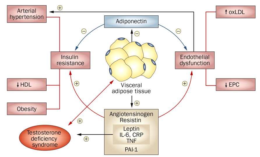 The interplay of fat tissue, insulin resistance, testosterone