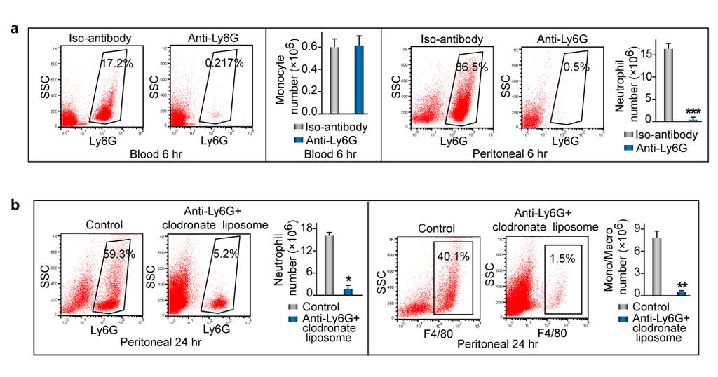Supplementary Figure 3. Phagocytes induce respiratory burst and EPO signaling activation during acute inflammation resolution. ZymA (i.p., 1mg per mouse) was applied to induce peritonitis in male WT mice.
