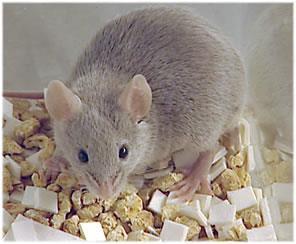 Mammalian Models Rodents lower cost,