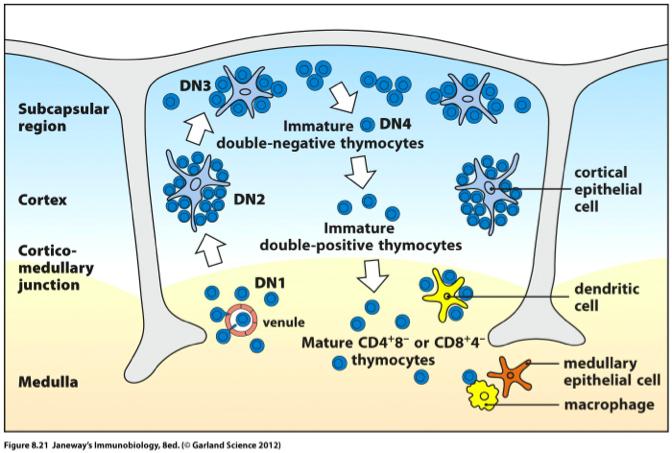 DN, DP, SP thymocytes localize to